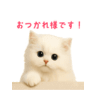長毛白猫ぬいぐるみの毎日使えるスタンプ（個別スタンプ：19）