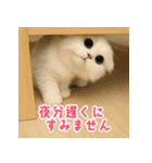 長毛白猫ぬいぐるみの毎日使えるスタンプ（個別スタンプ：20）