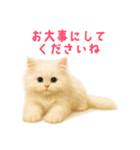 長毛白猫ぬいぐるみの毎日使えるスタンプ（個別スタンプ：21）