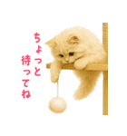 長毛白猫ぬいぐるみの毎日使えるスタンプ（個別スタンプ：36）