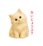 長毛白猫ぬいぐるみの毎日使えるスタンプ（個別スタンプ：37）