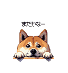 犬の気持ちふとっちょ柴犬（個別スタンプ：13）