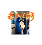 お酒とネコ好きな日常会話55（個別スタンプ：2）