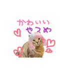 お酒とネコ好きな日常会話55（個別スタンプ：6）