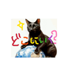 お酒とネコ好きな日常会話55（個別スタンプ：8）