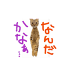 お酒とネコ好きな日常会話55（個別スタンプ：13）