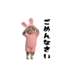 お猫様の動くスタンプ3（個別スタンプ：6）