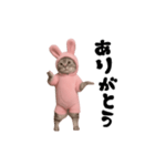 お猫様の動くスタンプ3（個別スタンプ：17）