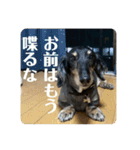 リオネル❸（個別スタンプ：1）