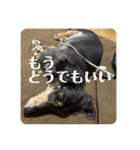 リオネル❸（個別スタンプ：2）