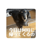 リオネル❸（個別スタンプ：7）