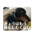 リオネル❸（個別スタンプ：10）