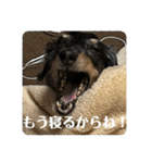 リオネル❸（個別スタンプ：31）