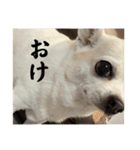 よしつねわーるど②（個別スタンプ：27）