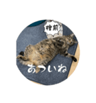 檜前スタンプ（個別スタンプ：6）