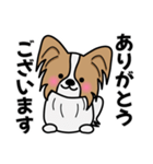 ずっと使えるワンコスタンプ♪パピヨン犬（個別スタンプ：1）