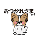 ずっと使えるワンコスタンプ♪パピヨン犬（個別スタンプ：5）