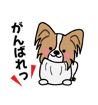 ずっと使えるワンコスタンプ♪パピヨン犬（個別スタンプ：8）