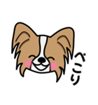 ずっと使えるワンコスタンプ♪パピヨン犬（個別スタンプ：9）