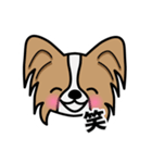 ずっと使えるワンコスタンプ♪パピヨン犬（個別スタンプ：10）