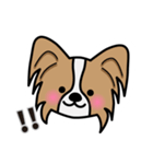 ずっと使えるワンコスタンプ♪パピヨン犬（個別スタンプ：11）