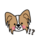 ずっと使えるワンコスタンプ♪パピヨン犬（個別スタンプ：12）