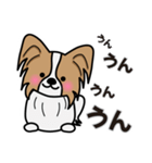 ずっと使えるワンコスタンプ♪パピヨン犬（個別スタンプ：13）