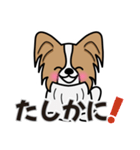 ずっと使えるワンコスタンプ♪パピヨン犬（個別スタンプ：14）