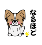 ずっと使えるワンコスタンプ♪パピヨン犬（個別スタンプ：15）