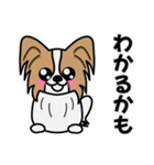 ずっと使えるワンコスタンプ♪パピヨン犬（個別スタンプ：16）