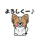 ずっと使えるワンコスタンプ♪パピヨン犬（個別スタンプ：17）