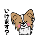 ずっと使えるワンコスタンプ♪パピヨン犬（個別スタンプ：19）