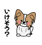 ずっと使えるワンコスタンプ♪パピヨン犬（個別スタンプ：20）