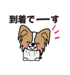 ずっと使えるワンコスタンプ♪パピヨン犬（個別スタンプ：21）