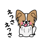 ずっと使えるワンコスタンプ♪パピヨン犬（個別スタンプ：23）