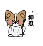 ずっと使えるワンコスタンプ♪パピヨン犬（個別スタンプ：24）