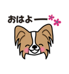 ずっと使えるワンコスタンプ♪パピヨン犬（個別スタンプ：25）