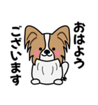 ずっと使えるワンコスタンプ♪パピヨン犬（個別スタンプ：26）