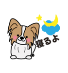 ずっと使えるワンコスタンプ♪パピヨン犬（個別スタンプ：27）