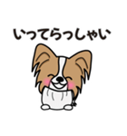 ずっと使えるワンコスタンプ♪パピヨン犬（個別スタンプ：29）