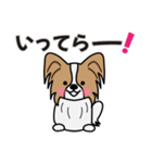 ずっと使えるワンコスタンプ♪パピヨン犬（個別スタンプ：30）