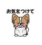 ずっと使えるワンコスタンプ♪パピヨン犬（個別スタンプ：31）