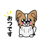 ずっと使えるワンコスタンプ♪パピヨン犬（個別スタンプ：32）