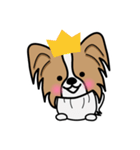 ずっと使えるワンコスタンプ♪パピヨン犬（個別スタンプ：36）