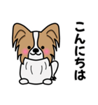 ずっと使えるワンコスタンプ♪パピヨン犬（個別スタンプ：37）