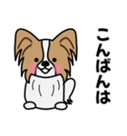 ずっと使えるワンコスタンプ♪パピヨン犬（個別スタンプ：38）