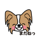 ずっと使えるワンコスタンプ♪パピヨン犬（個別スタンプ：39）