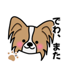 ずっと使えるワンコスタンプ♪パピヨン犬（個別スタンプ：40）