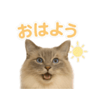 我が家の愛猫(妄想)（個別スタンプ：1）