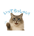 我が家の愛猫(妄想)（個別スタンプ：2）